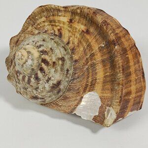 Natural Sea Snail Shell Suitable For Crafts And Decoration